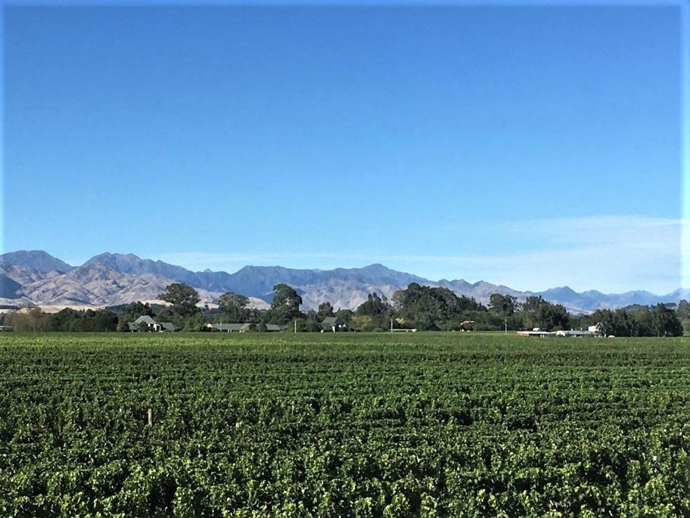 Vineyard Cottage In Blenheim On The Golden Mile Buitenkant foto